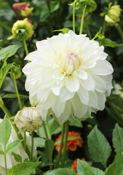 Sterling Silver dahlia heirloom bulbs