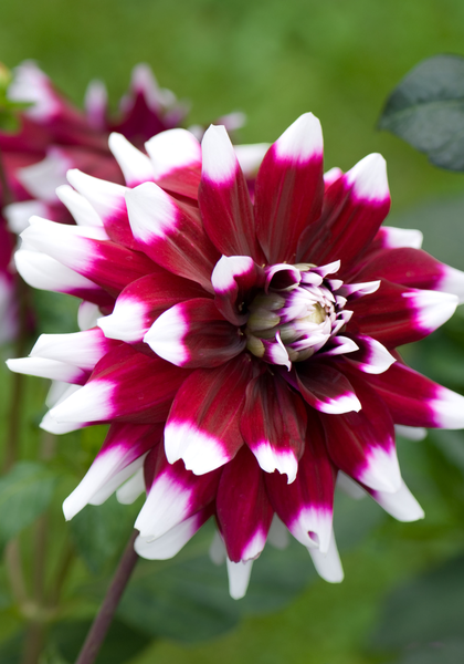 Duet dahlia heirloom bulbs