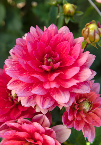 Berliner Kleene dahlia heirloom bulbs