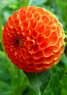Bantling dahlia heirloom bulbs