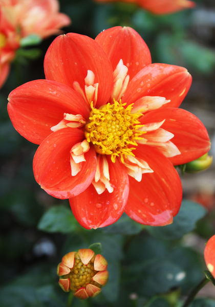 Alstergruss dahlia heirloom bulbs