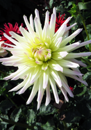 Shooting Star dahlia heirloom bulbs