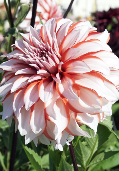 Santa Claus dahlia heirloom bulbs
