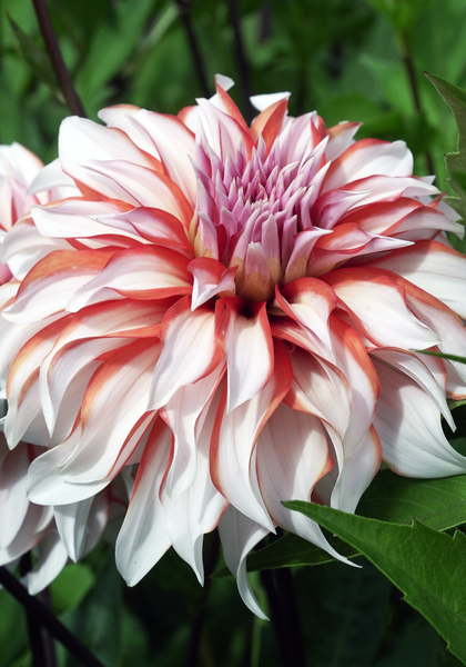 Santa Claus dahlia heirloom bulbs