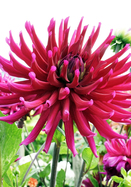 Orfeo dahlia heirloom bulbs