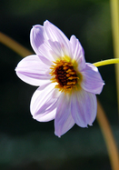 Merckii dahlia heirloom bulbs