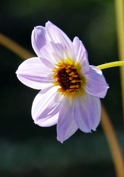 Merckii dahlia heirloom bulbs
