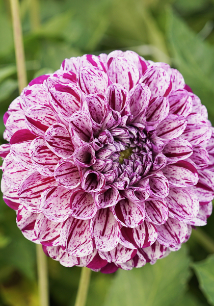 Marble Ball dahlia heirloom bulbs