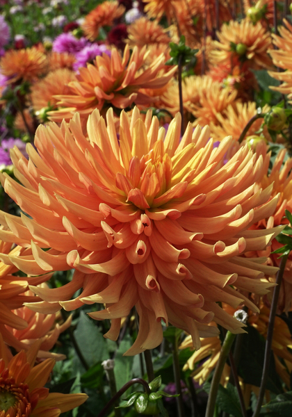 Ludwig Helfert dahlia heirloom bulbs