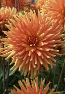 Ludwig Helfert dahlia heirloom bulbs