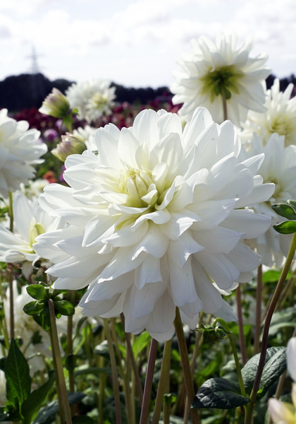 Le Castel dahlia heirloom bulbs