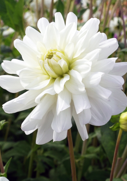 Le Castel dahlia heirloom bulbs