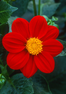 Firebird dahlia heirloom bulbs