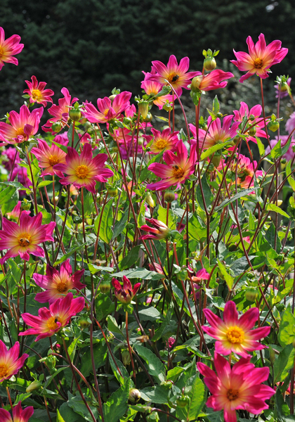 Bright Eyes dahlia heirloom bulbs