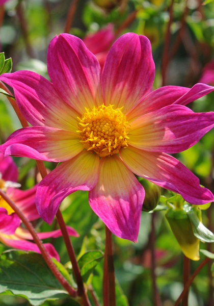 Bright Eyes dahlia heirloom bulbs