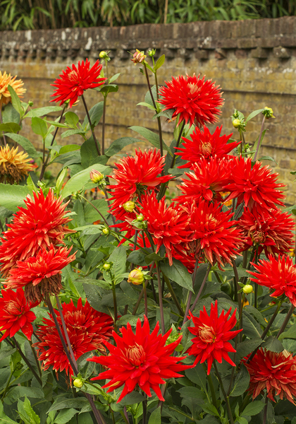 Vulcan dahlia heirloom bulbs