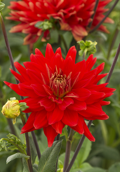 Vulcan dahlia heirloom bulbs