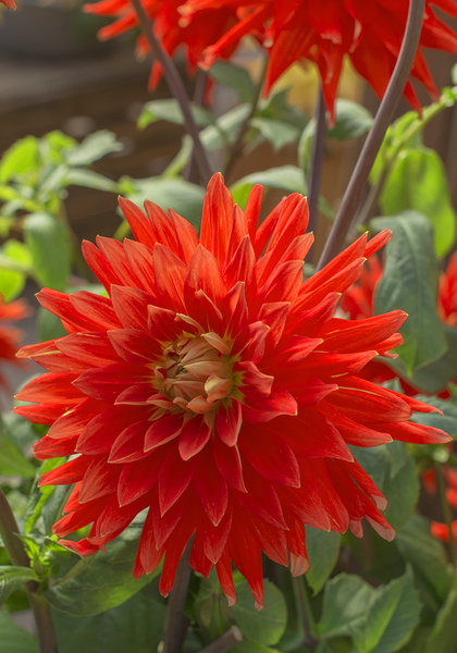 Vulcan dahlia heirloom bulbs