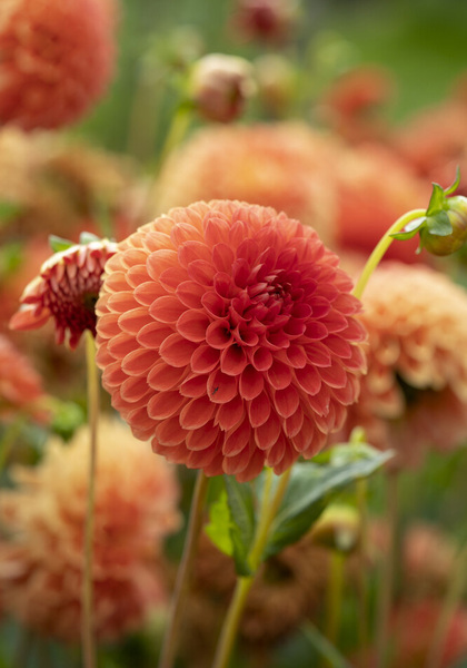 Safe Shot dahlia heirloom bulbs