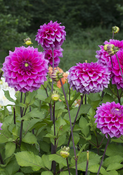 Jocondo dahlia heirloom bulbs