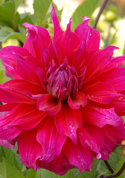 Jocondo dahlia heirloom bulbs