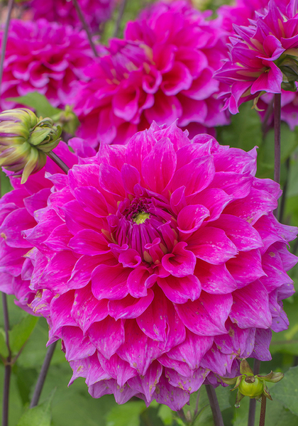 Jocondo dahlia heirloom bulbs