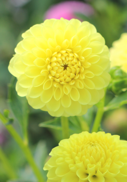 Golden Torch dahlia heirloom bulbs