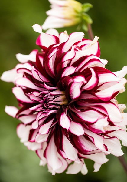 Tartan dahlia heirloom bulbs