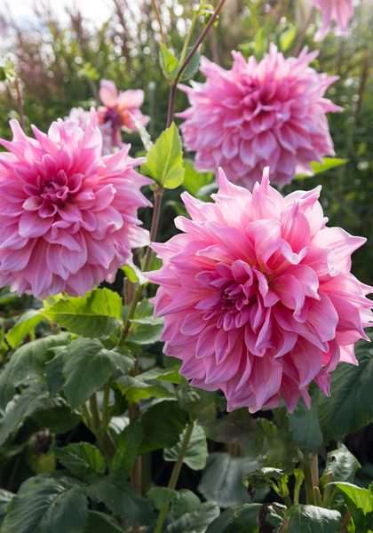 Otto’s Thrill dahlia heirloom bulbs