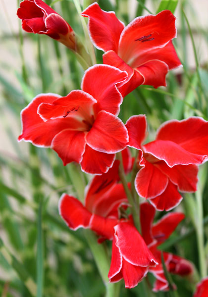 Rare Perennial Gladiolus Bulbs Resistant Flower Gladioli Tart Bonsai Hardy Plant