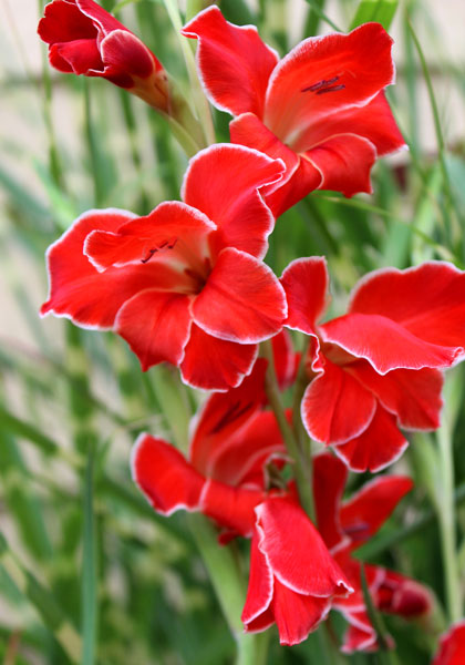 Atom gladiolus heirloom bulbs