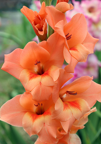 Peter Pears gladiolus heirloom bulbs