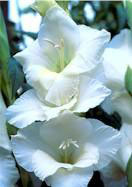 White Friendship Gladiolus