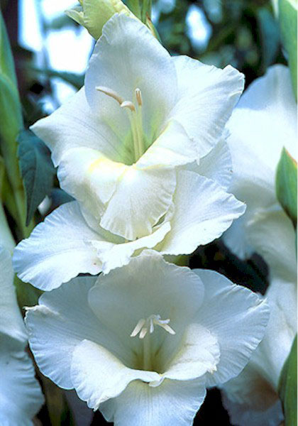 White Friendship gladiolus heirloom bulbs