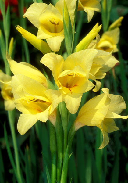 Carolina Primrose gladiolus heirloom bulbs