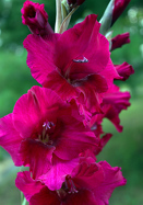 Rare Perennial Gladiolus Bulbs Resistant Flower Gladioli Tart Bonsai Hardy Plant