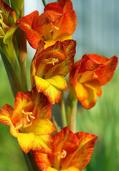 parrot  gladiolus heirloom bulbs