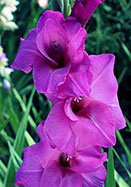 Fidelio gladiolus heirloom bulbs