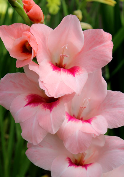 GLADIOLUS