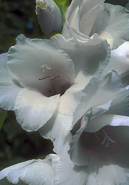 Grey Wing gladiolus heirloom bulbs