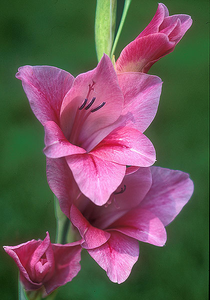 Beuna Winchester gladiolus heirloom bulbs