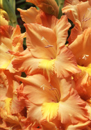 Apricot Luster gladiolus heirloom bulbs