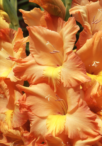 Apricot Luster gladiolus heirloom bulbs