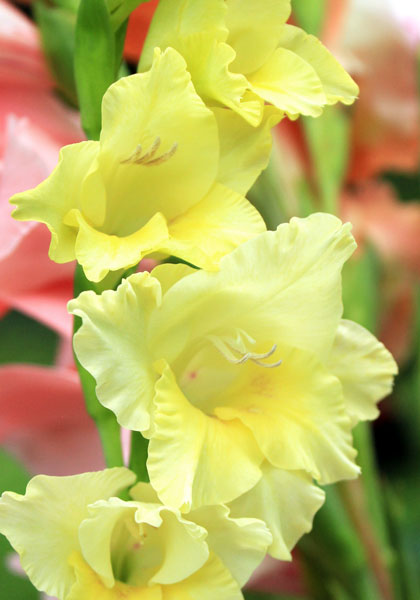 Spring Maid gladiolus heirloom bulbs
