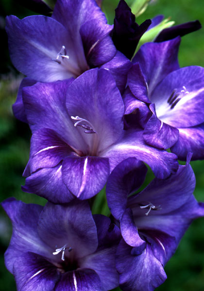 Violet Queen gladiolus heirloom bulbs