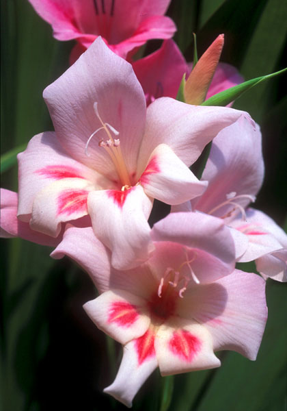 Elvira gladiolus heirloom bulbs