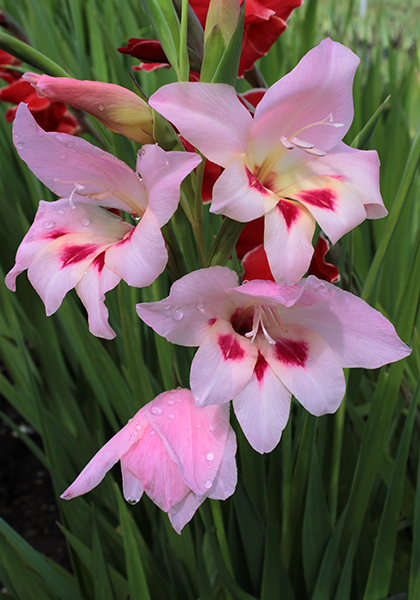 GLADIOLUS