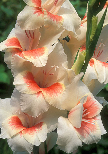 Mary Housley gladiolus heirloom bulbs