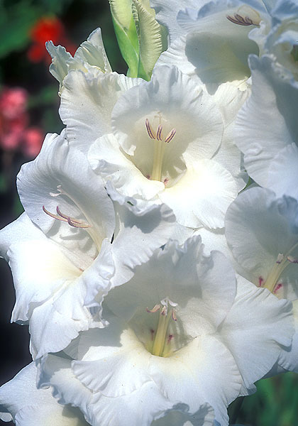 White Goddess gladiolus heirloom bulbs
