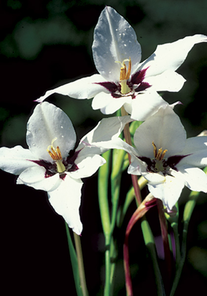 GLADIOLUS